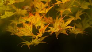 Preview wallpaper leaves, maple, branch, nature