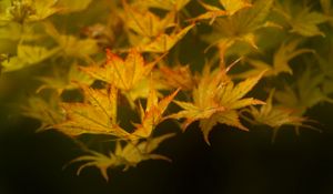 Preview wallpaper leaves, maple, branch, nature