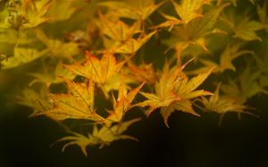 Preview wallpaper leaves, maple, branch, nature