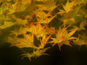 Preview wallpaper leaves, maple, branch, nature