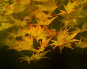 Preview wallpaper leaves, maple, branch, nature