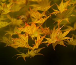 Preview wallpaper leaves, maple, branch, nature