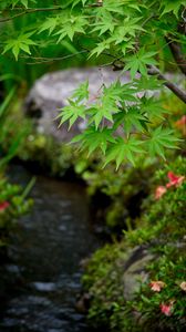 Preview wallpaper leaves, maple, branch, blur