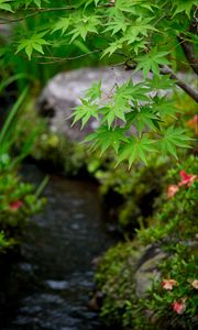 Preview wallpaper leaves, maple, branch, blur