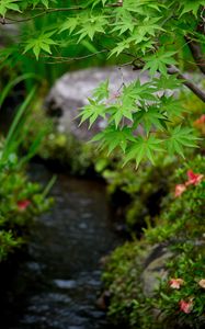 Preview wallpaper leaves, maple, branch, blur