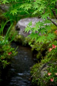 Preview wallpaper leaves, maple, branch, blur