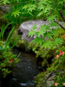 Preview wallpaper leaves, maple, branch, blur