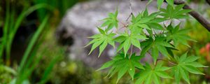 Preview wallpaper leaves, maple, branch, blur