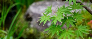 Preview wallpaper leaves, maple, branch, blur