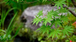 Preview wallpaper leaves, maple, branch, blur