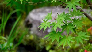 Preview wallpaper leaves, maple, branch, blur