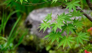 Preview wallpaper leaves, maple, branch, blur