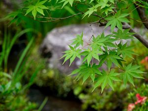 Preview wallpaper leaves, maple, branch, blur