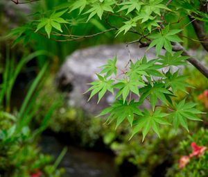 Preview wallpaper leaves, maple, branch, blur