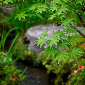 Preview wallpaper leaves, maple, branch, blur
