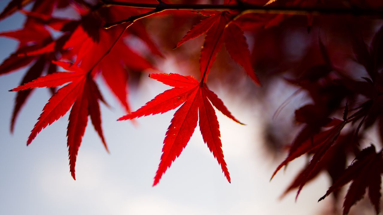 Wallpaper leaves, maple, branch, autumn, blur