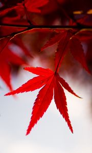 Preview wallpaper leaves, maple, branch, autumn, blur