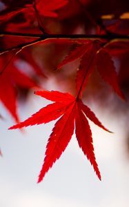 Preview wallpaper leaves, maple, branch, autumn, blur