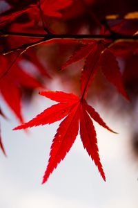 Preview wallpaper leaves, maple, branch, autumn, blur