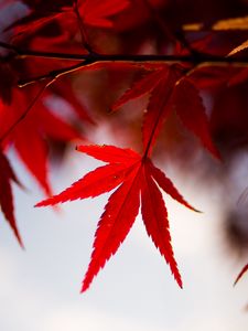 Preview wallpaper leaves, maple, branch, autumn, blur