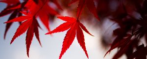 Preview wallpaper leaves, maple, branch, autumn, blur