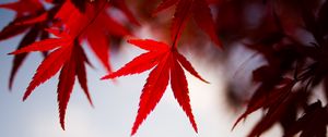 Preview wallpaper leaves, maple, branch, autumn, blur
