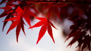 Preview wallpaper leaves, maple, branch, autumn, blur