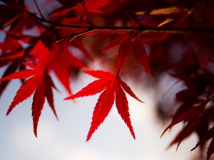Preview wallpaper leaves, maple, branch, autumn, blur