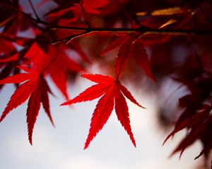 Preview wallpaper leaves, maple, branch, autumn, blur