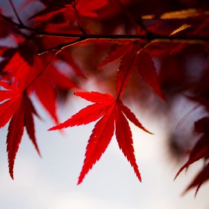 Preview wallpaper leaves, maple, branch, autumn, blur
