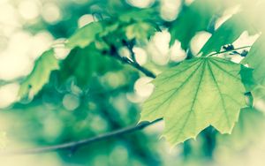 Preview wallpaper leaves, maple, branch, form