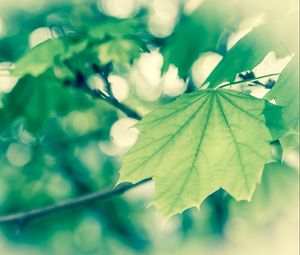 Preview wallpaper leaves, maple, branch, form