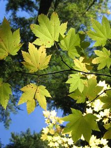 Preview wallpaper leaves, maple, branch, light