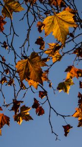 Preview wallpaper leaves, maple, branches, tree