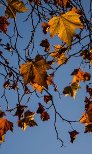 Preview wallpaper leaves, maple, branches, tree