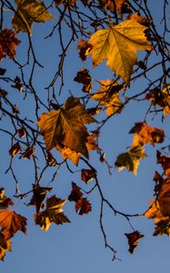 Preview wallpaper leaves, maple, branches, tree