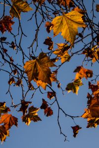 Preview wallpaper leaves, maple, branches, tree