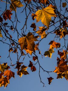 Preview wallpaper leaves, maple, branches, tree