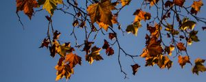 Preview wallpaper leaves, maple, branches, tree