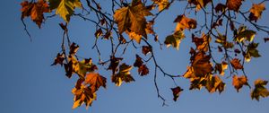 Preview wallpaper leaves, maple, branches, tree