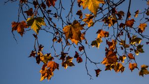 Preview wallpaper leaves, maple, branches, tree