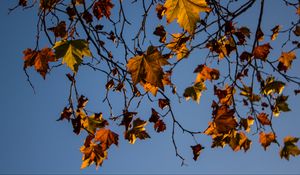 Preview wallpaper leaves, maple, branches, tree