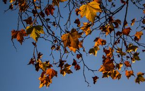 Preview wallpaper leaves, maple, branches, tree