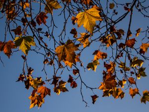 Preview wallpaper leaves, maple, branches, tree