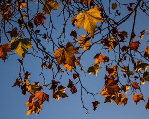 Preview wallpaper leaves, maple, branches, tree