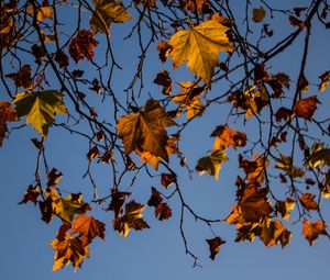Preview wallpaper leaves, maple, branches, tree