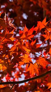 Preview wallpaper leaves, maple, branches, autumn