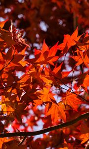 Preview wallpaper leaves, maple, branches, autumn