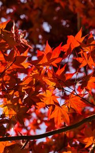 Preview wallpaper leaves, maple, branches, autumn