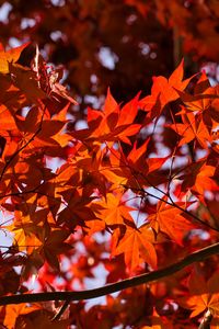 Preview wallpaper leaves, maple, branches, autumn